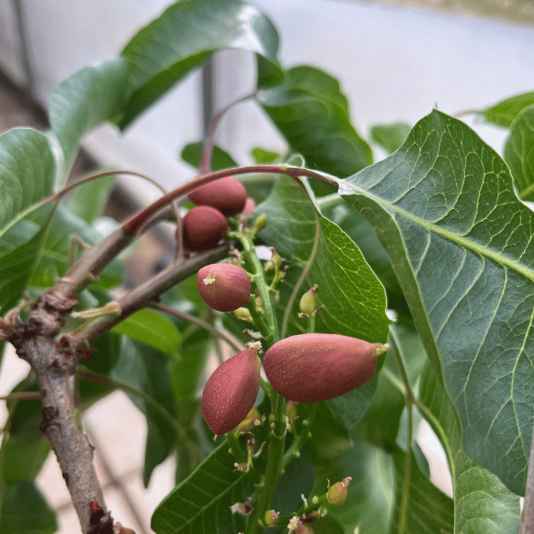 Junge Pistazienbaum Pistacia vera Kerman