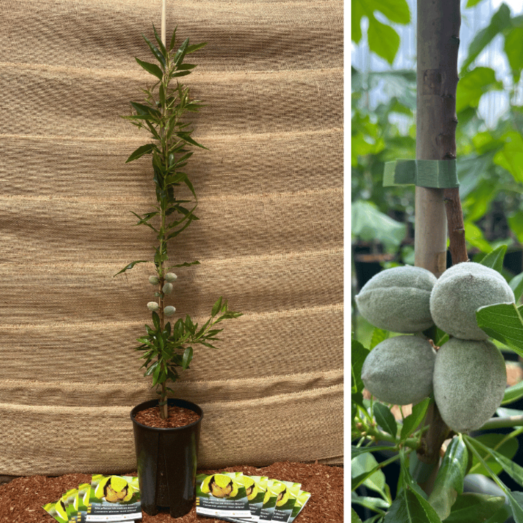 Junge Mandelbaum Prunus d. Constanti
