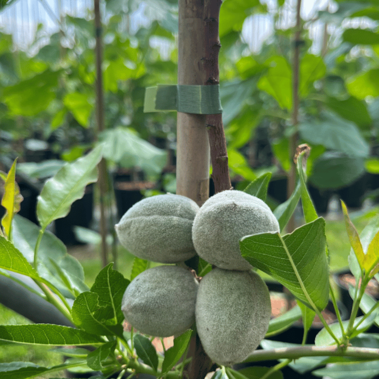 Junge Mandelbaum Prunus d. Constanti