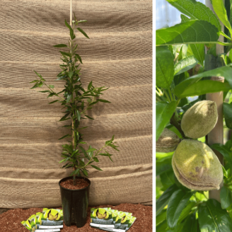 Jeune Amandier Prunus d. Guara