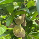 Jonge Amandelboom Prunus d. Guara