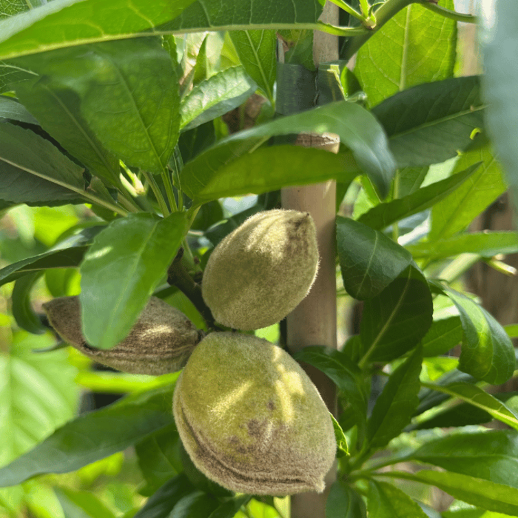 Jonge Amandelboom Prunus d. Guara