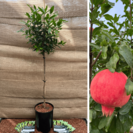 Young pomegranate tree Punica g. Iliana