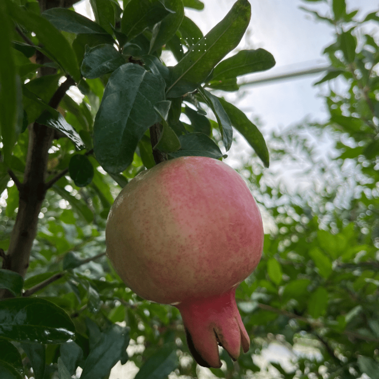 Junger Granatapfelbaum Punica g. Iliana
