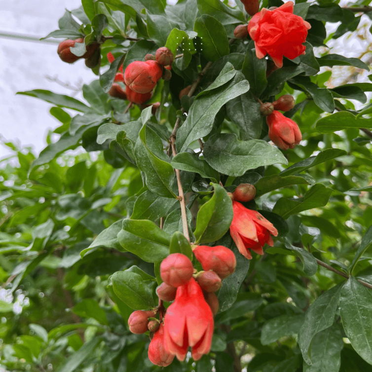 Junger Granatapfelbaum Punica g. Iliana
