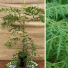 Jonge Walnootboom | Juglans nigra Lacinata