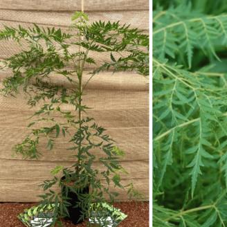 Walnootboom Juglans nigra Lacinata