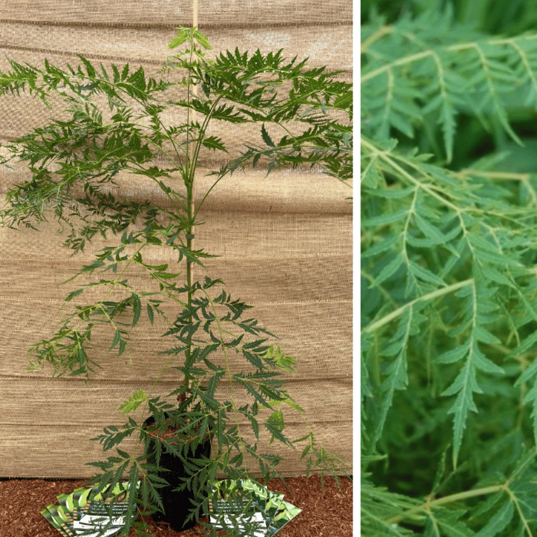 Jonge Walnootboom | Juglans nigra Lacinata