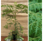 Jonge Walnootboom | Juglans nigra Lacinata