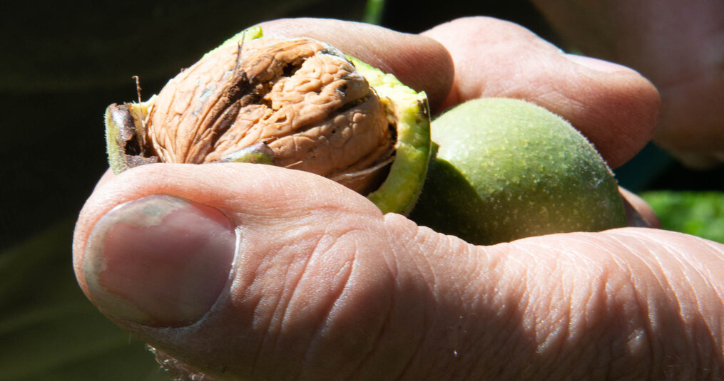 Different walnut recipes for at home