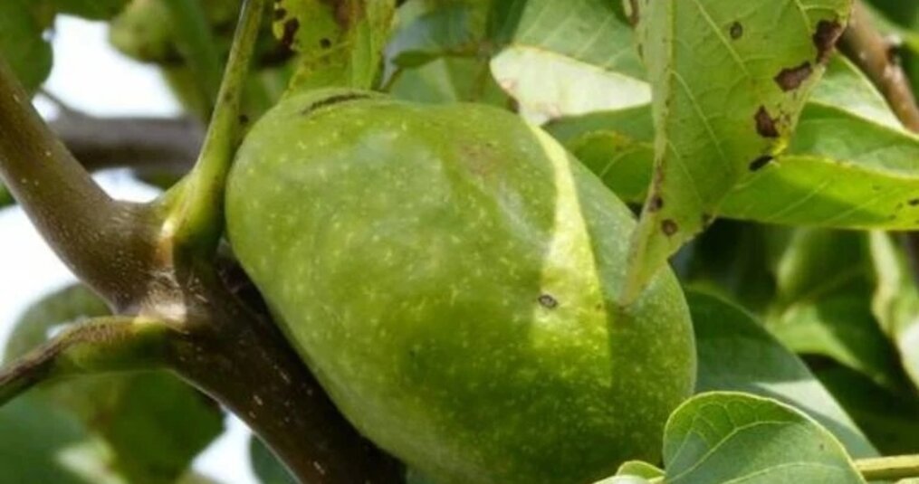 Top 5 nut trees for small gardens