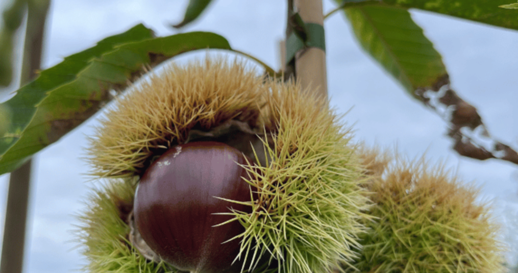 Top 5 redenen om een notenboom in je tuin te planten