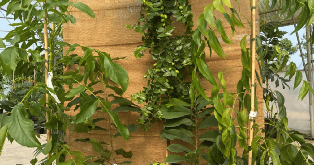 Veelgemaakte fouten bij het planten van notenbomen (en hoe je ze voorkomt)