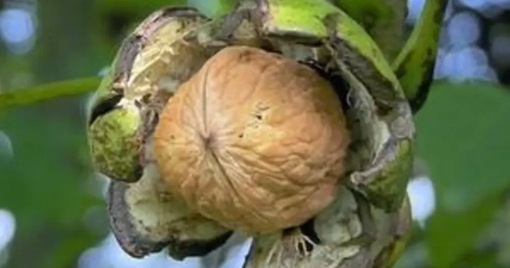 Zo bewaar je noten uit je eigen tuin!