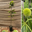 Junge Kastanienbaum Castanea sativa Marsol
