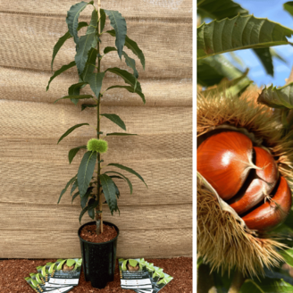 Jonge Kastanjeboom Dorée de Lyon