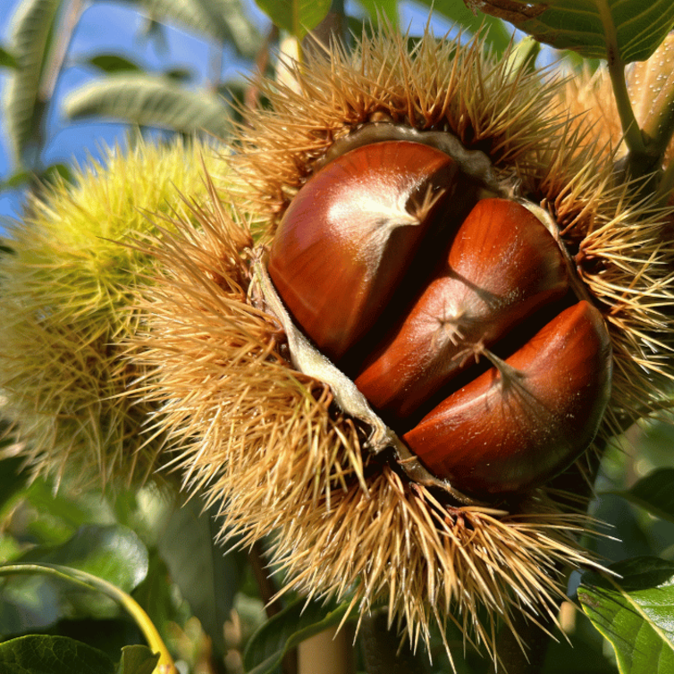 Junge Kastanienbaum Dorée de Lyon