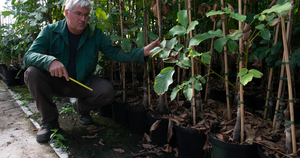 Pistacheplezier in de keuken