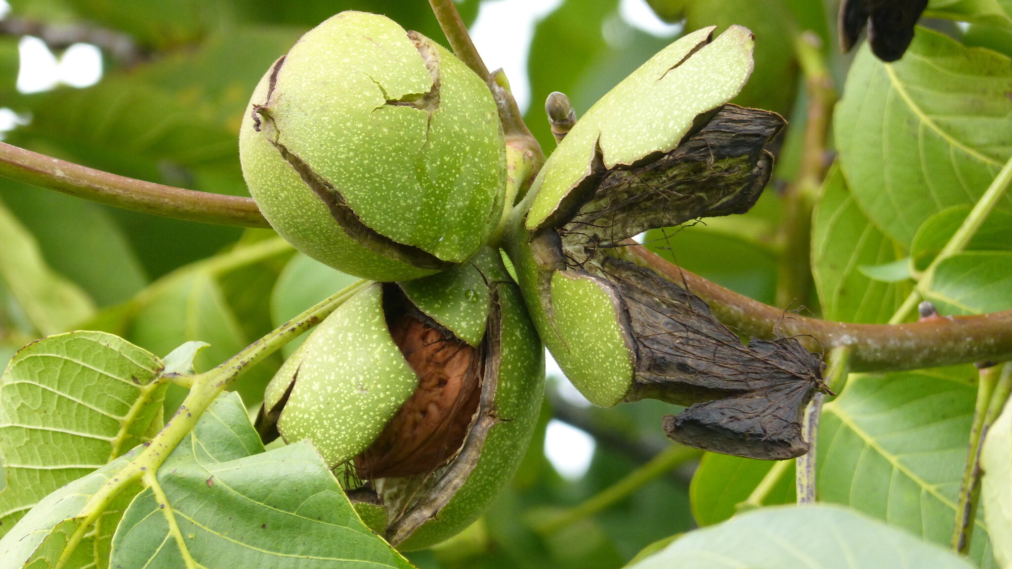 Compact nut trees for city gardens | De Nootsaeck