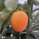 Junger Kakibaum Diospyros Rojo Brilliante