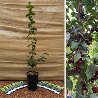Young Cornelian Cherry Cornus mas Jolico