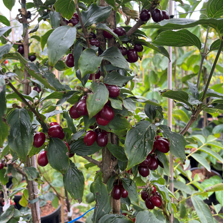 Young Cornelian Cherry Cornus mas Jo