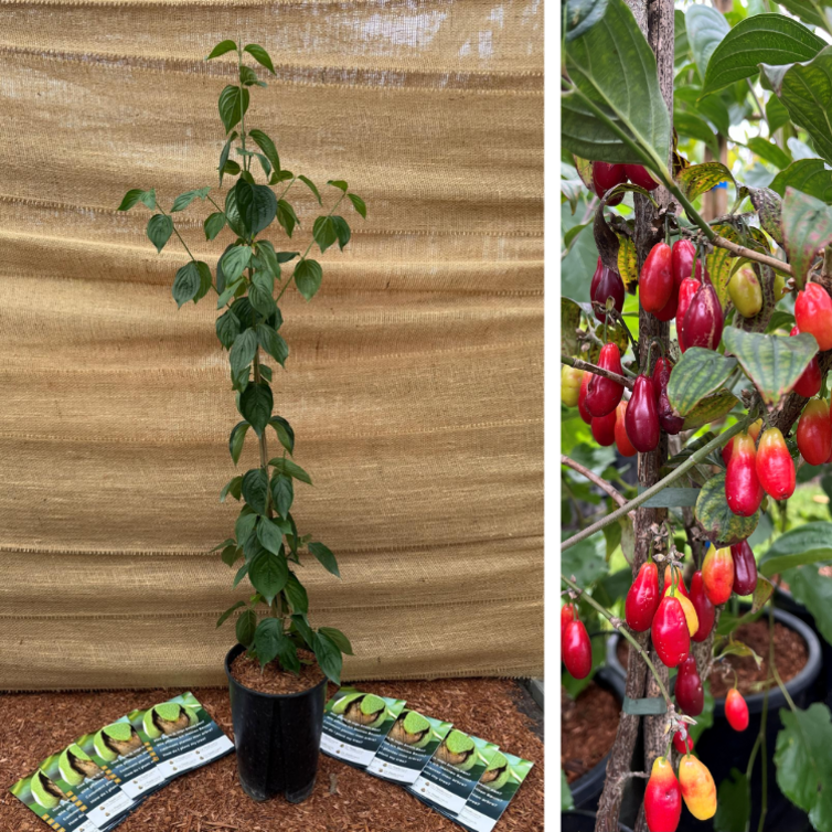 Young Cornelian Cherry Cornus mas Kasanlak