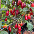 Young Cornelian Cherry Cornus mas Kasanlak