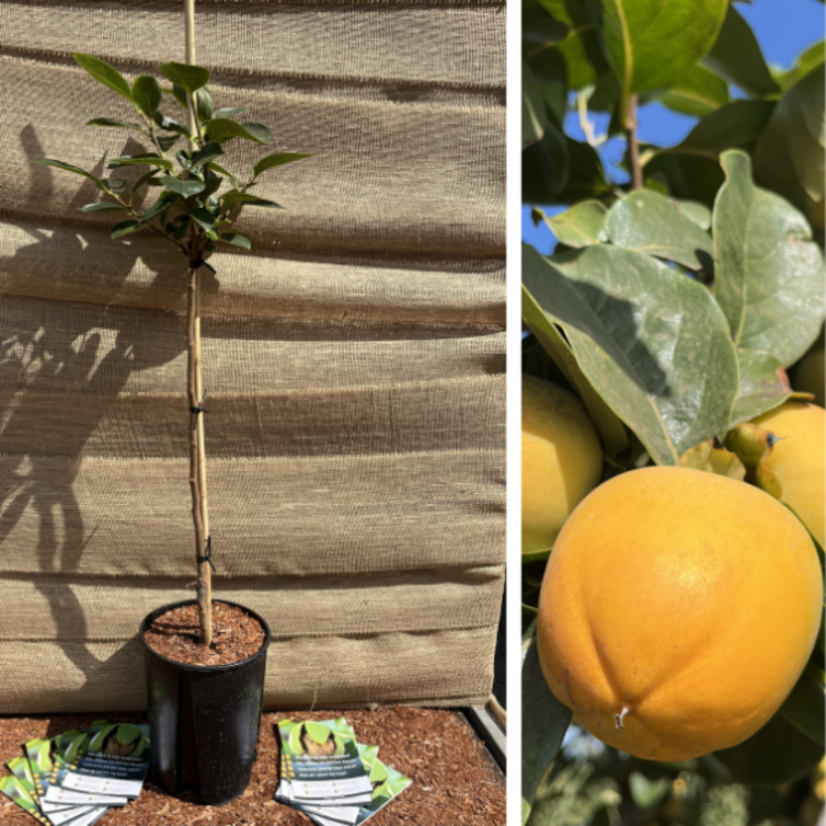 Young Persimmon Diospyros Rojo Brilliante