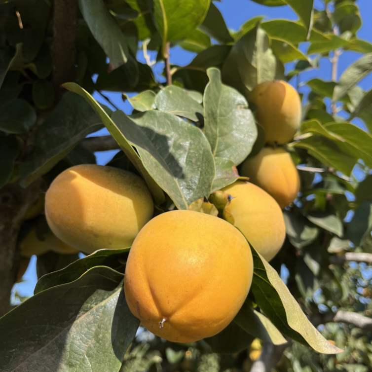 Young Persimmon Diospyros Rojo Brilliante