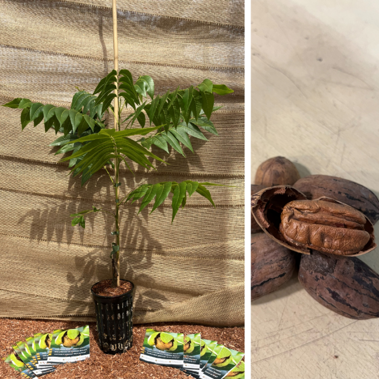 Pecan Young Pecan nut tree | Carya illinoinensis  'Mohawk'
