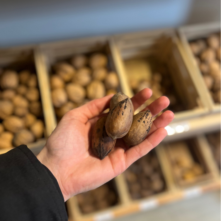 Pecan Jeune Noix de pécan | Carya  illinoinensis  'Mohawk'