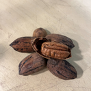 Pecan Junge Pecannuss | Carya  illinoinensis  'Mohawk'