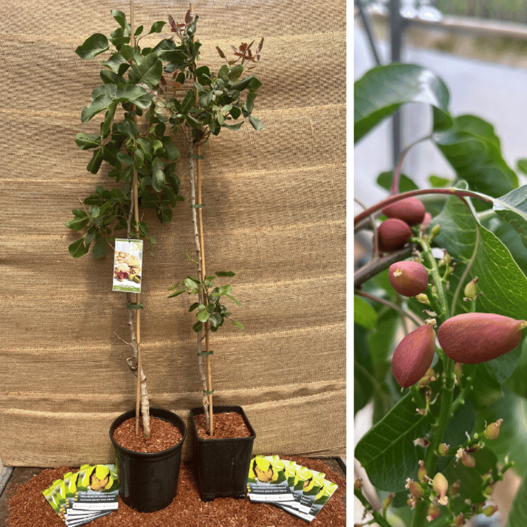 Jonge Pistache pakket :  2 stuks Pistacia's in soorten-  1x Pistache v. Lanarka-1x Pistacia v. C-Especial.