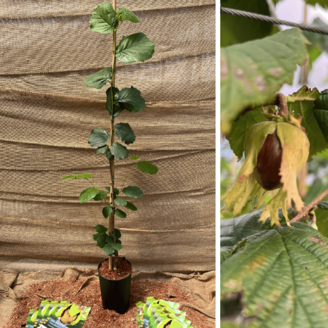 Young hazelnut tree Corylus a. Tonda di Giffoni