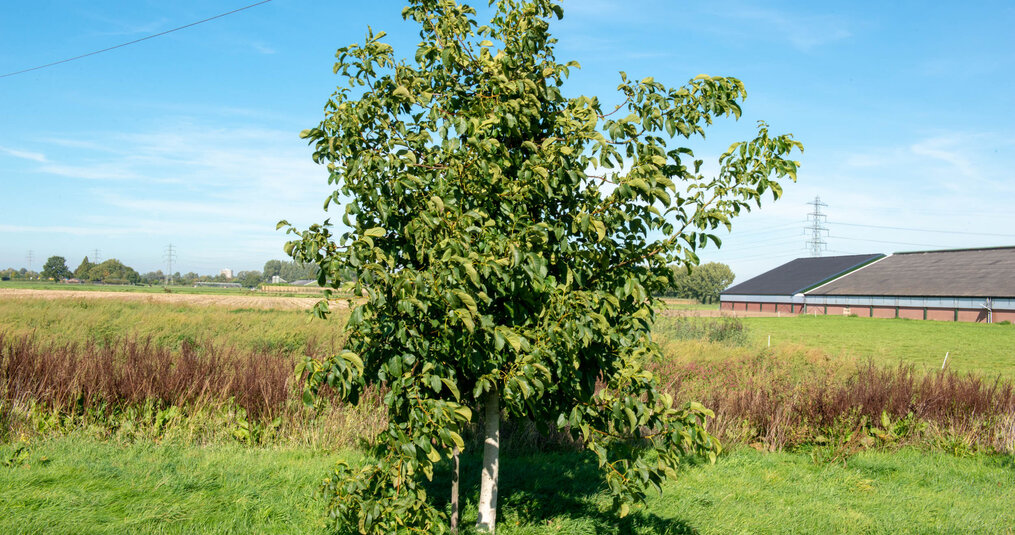 Waarom sommige notenbomen pas na jaren echt gaan geven en waarom dat juist goed is