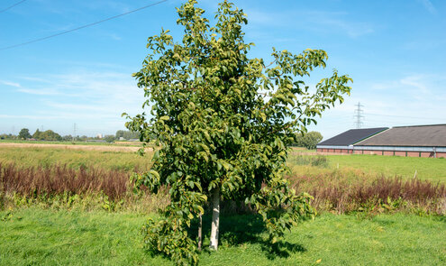 Waarom sommige notenbomen pas na jaren echt gaan geven en waarom dat juist goed is