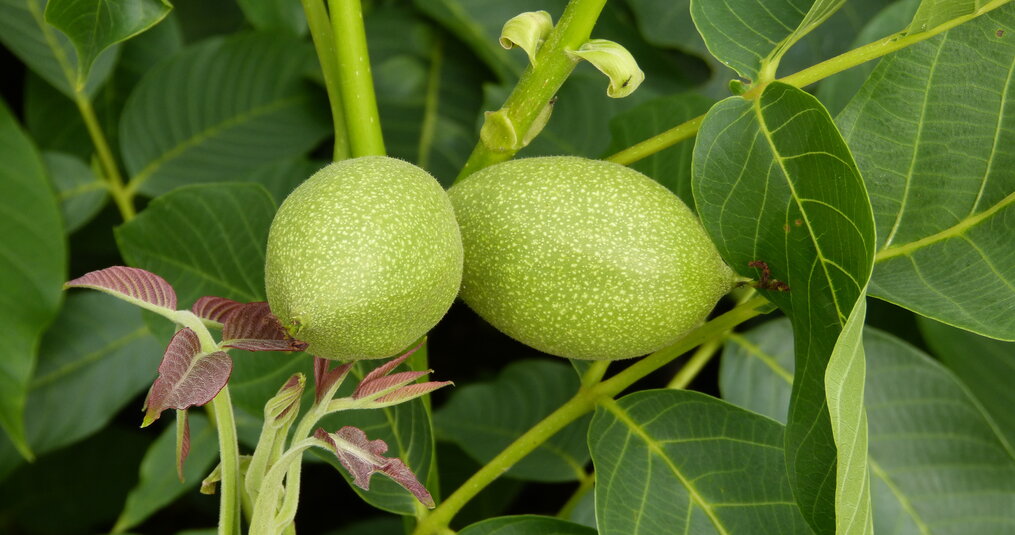 Van bloei tot oogst: zo groeit een walnoot aan de boom