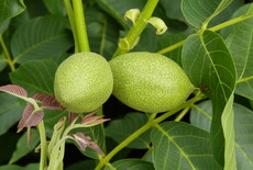 Van bloei tot oogst: zo groeit een walnoot aan de boom