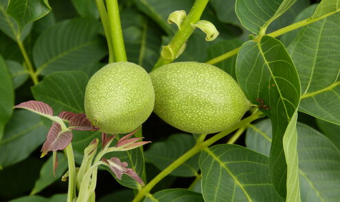 Van bloei tot oogst: zo groeit een walnoot aan de boom