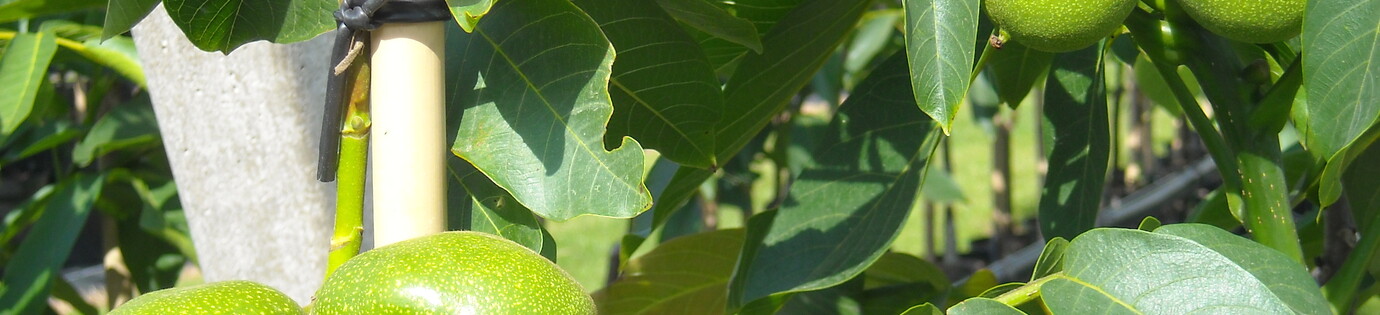 Hoe bewaar je noten het best voor maximale smaak?