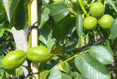 Hoe bewaar je noten het best voor maximale smaak?