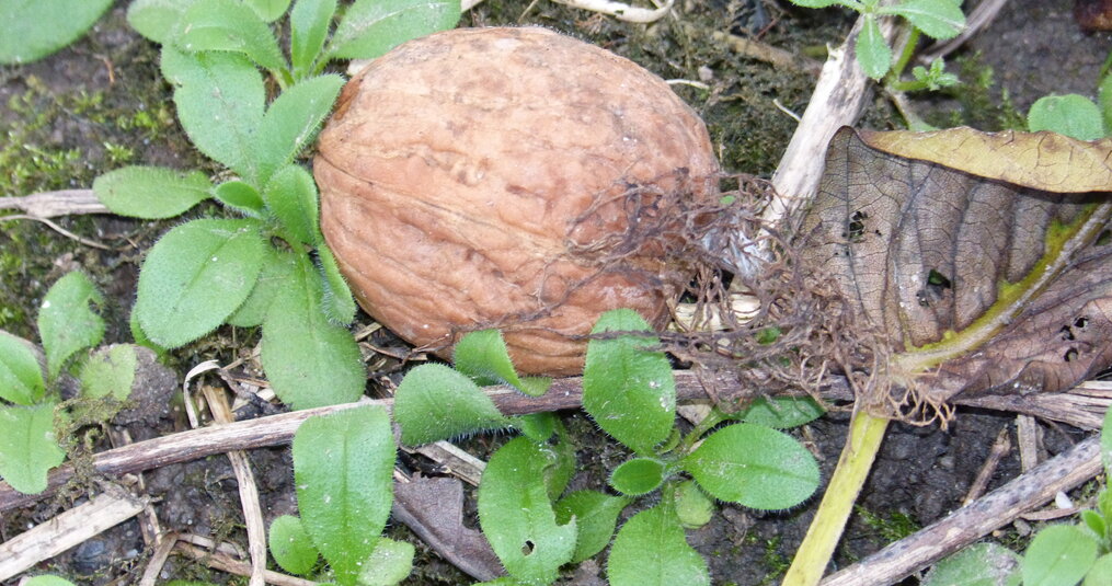 Gezonde snacks voor onderweg met noten