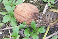 Gezonde snacks voor onderweg met noten