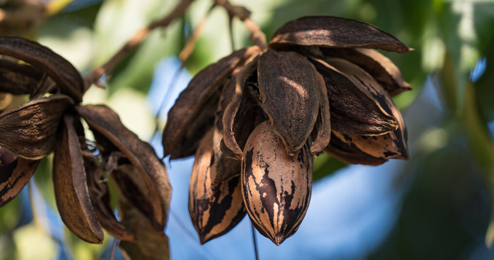 Van boom tot noot: alles wat je wilt weten over pecannoten