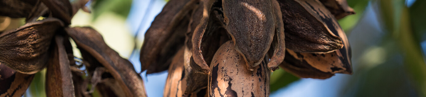 Van boom tot noot: alles wat je wilt weten over pecannoten