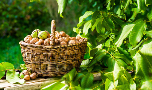 Walnut trees: how walnuts grow, their benefits, and how to harvest them.