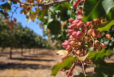 Pistachios: health benefits, growth, and the pistachio nut tree