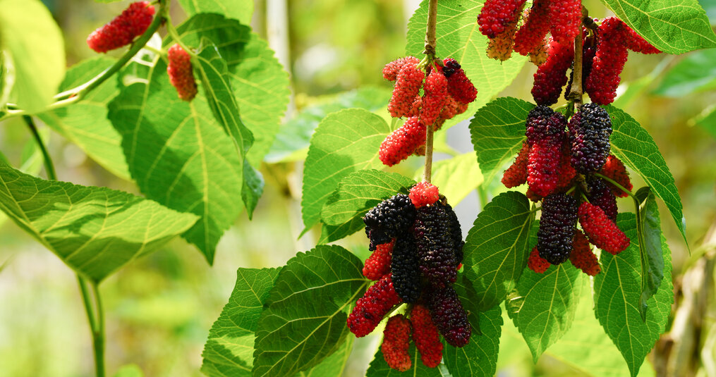 Mulberry trees: everything you need to know about mulberries and mulberry fruit