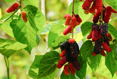 Mulberry trees: everything you need to know about mulberries and mulberry fruit